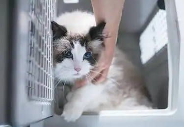 携宠出行的甜蜜与烦恼