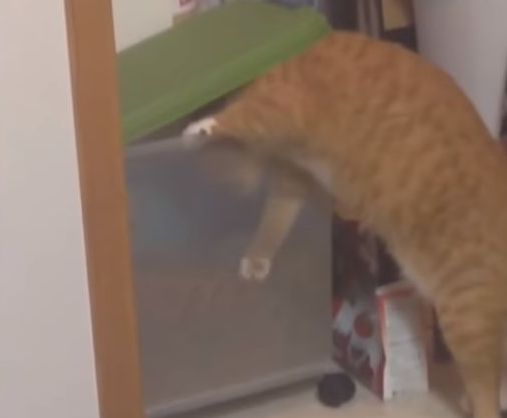 橘猫趁人不备偷猫粮，网友：终于知道你为啥这么胖了 