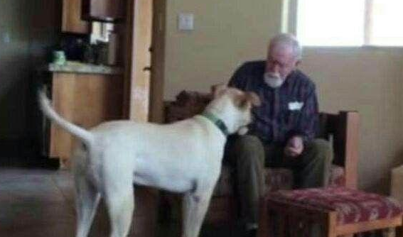儿子送狗狗陪伴老年痴呆的父亲，在手机上看到家里监控后泪流满面 