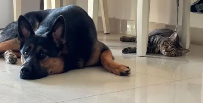 狸花猫打架输了委屈质问德牧：我打你那么轻，你下手咋那么重