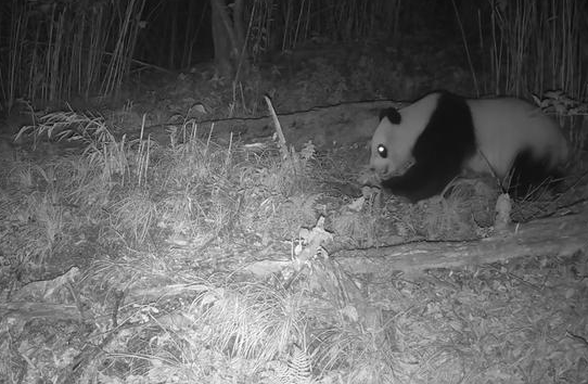 干饭啦！绵阳野生大熊猫开启“贴秋膘”模式