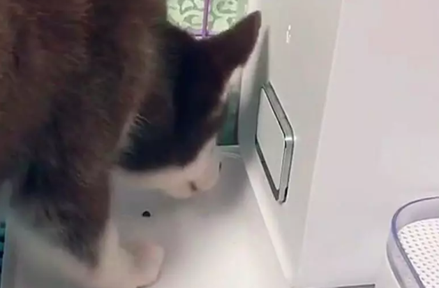 狗狗看着投食器，启动之后依然空着的饭碗，懵了！