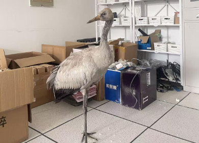 珍稀动物灰鹤“突访”高校，“被啄了几下”的男教师暖心守护一小时