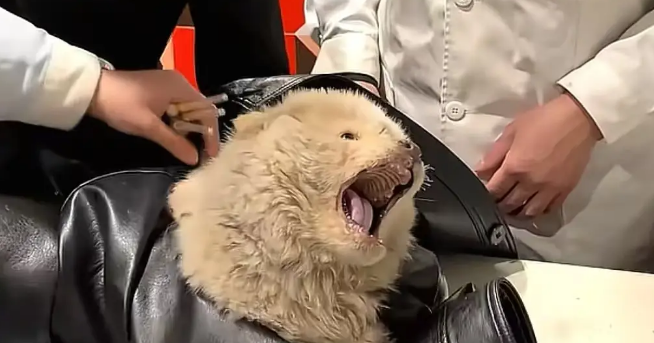 土松犬刚满月就失去妈妈，还就被拔光牙齿打歪头