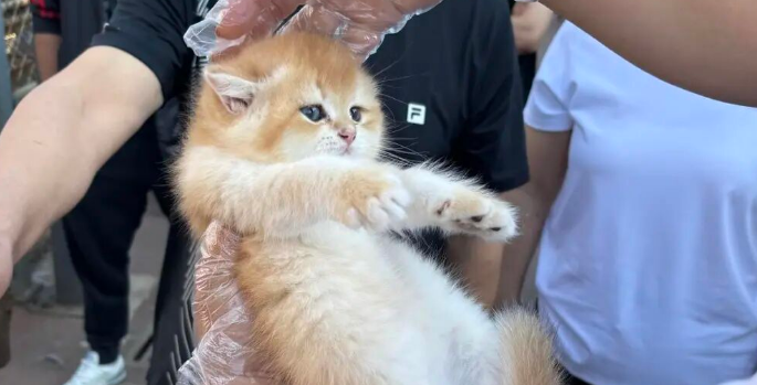 “星期宠”传言下的辽宁宠物市场：有商家人为致动物变形