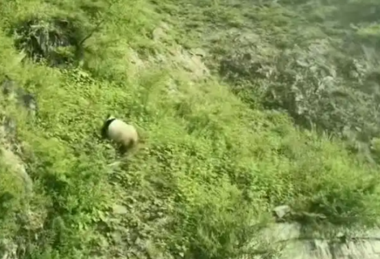 四川宝兴：游客避暑偶遇野生大熊猫外出“溜达”