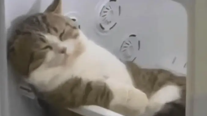 小姐姐给小猫洗完澡后，把小猫关进烘干箱烘干，没想到却忘了时间