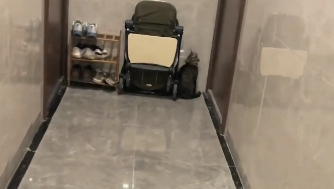 猫咪跑楼道玩，结果认错家门，扯着嗓子嗷嗷叫