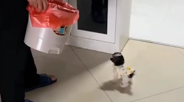 女子带回家一只小狗，第三天才被家人发现