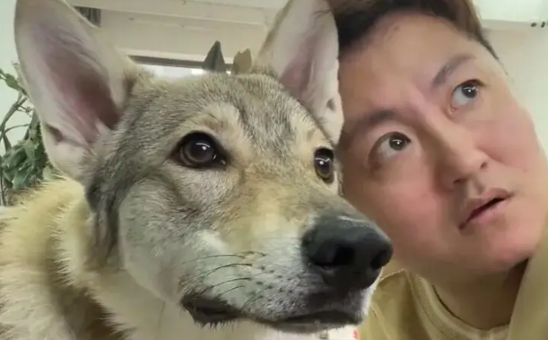 博主携狗子前一秒说自己不怕老婆，下一秒眼神瞬间清澈