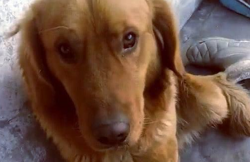 金毛在生下小宝宝后，主人被眼前的一幕震惊到了！