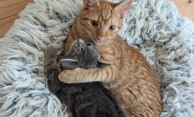 流浪猫收养残疾小橘猫，意外发现，这小家伙带来的远超想象