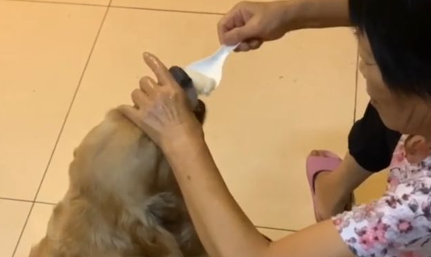 一看就是奶奶带大的狗，“洒饭”就要遭“挨打”