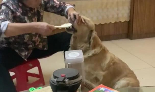 一看就是奶奶带大的狗，“洒饭”就要遭“挨打”