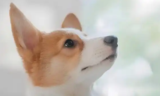 首创中国零售渠道海外品牌总代模式 宠物家驶入发展快车道