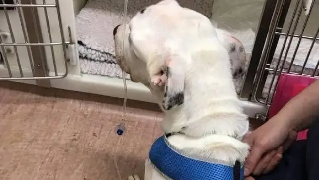 十年老狗被弃家门，原地等一年饿成皮包骨，濒死之际获陌生人救助