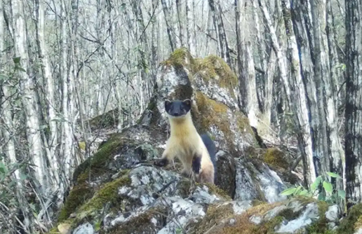 国家二级保护动物黄喉貂“亮相”十堰！