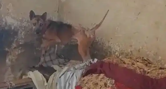 重庆一独居老人去世多日，小狗守在家中瘦成皮包骨