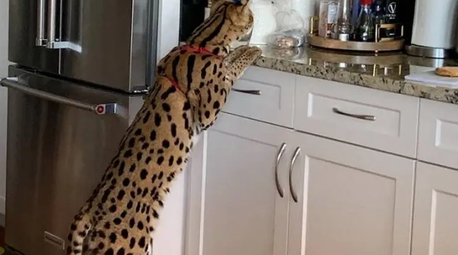 河北石家庄发现薮猫，本应在非洲的猛兽，为何在我国野外出现了？