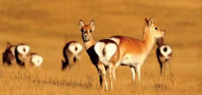 濒危物种普氏原羚野外种群数量达3700余只