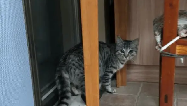 第一次遇见颜值超高超粘人的流浪猫，小姐姐犹豫要不要收养它