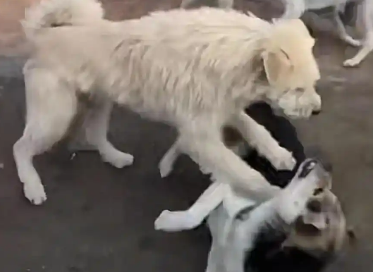 河北一土狗外网“爆火”：身价飙升，账号涨粉20万