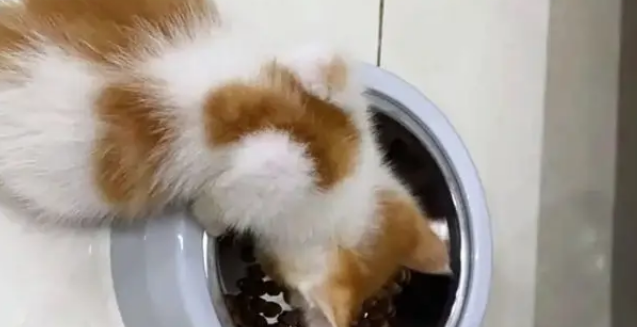 小奶猫被电梯夹断尾巴，呆坐原地不知所措，幸遇路人暖心相救