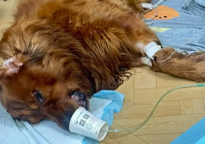 女子称自养宠物狗被宠物店遗忘在烘干箱后死亡，店方：已协商一致