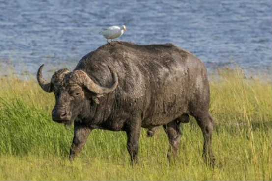 美国有钱人猎杀非洲水牛，被牛反杀了，网友：牛是正当防卫！