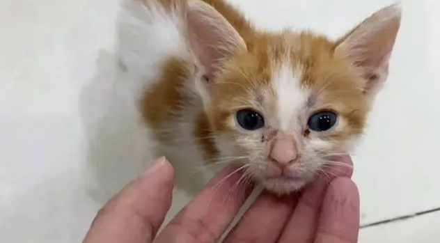 小奶猫被电梯夹断尾巴，呆坐原地不知所措，幸遇路人暖心相救