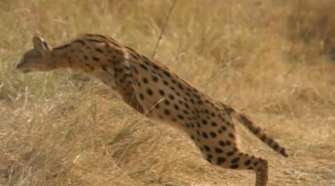 河北石家庄发现薮猫，本应在非洲的猛兽，为何在我国野外出现了？
