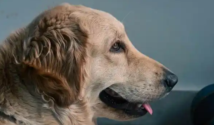 上海宠物消费指数报告发布：宠物店消费平均值431元