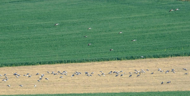 霍林郭勒市：候鸟翩跹 绘就生态新画卷