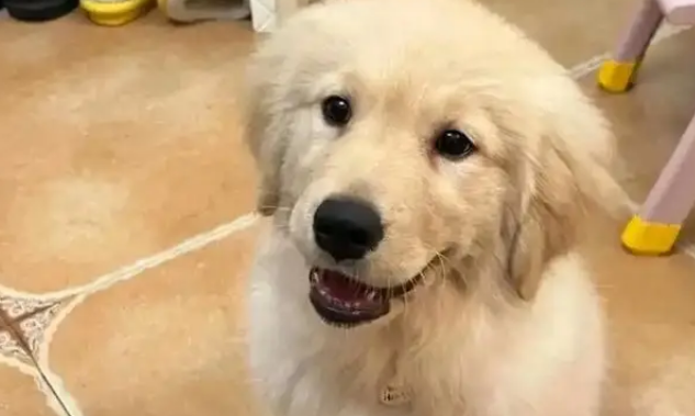 主人把小金毛塞行李箱，机场过安检当场被抓包