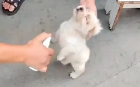 捡到一只全身是跳蚤的小狗，喷驱虫洗澡掉了上千只