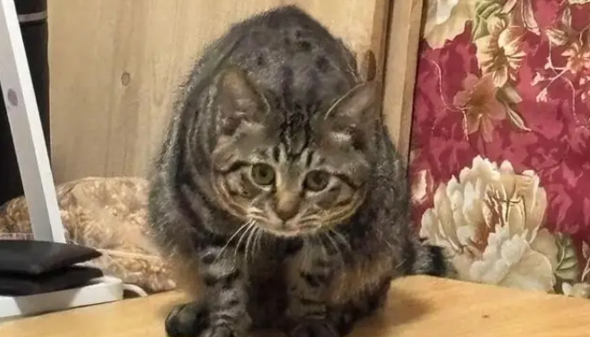 狸花猫打架输了委屈质问德牧：我打你那么轻，你下手咋那么重