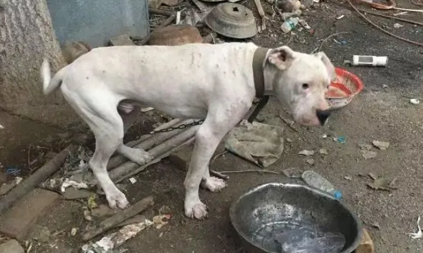 十年老狗被弃家门，原地等一年饿成皮包骨，濒死之际获陌生人救助