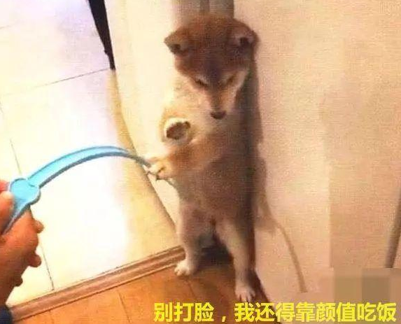 柴犬犯错被罚站，刚拿出苍蝇拍教训，汪：君子动口不动手