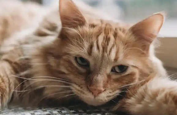 论宠物经济：关于新家庭成员的六个掘金指南