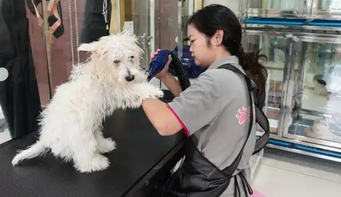 “宠物名城”的宠物生活馆讲述假期养宠消费新变化