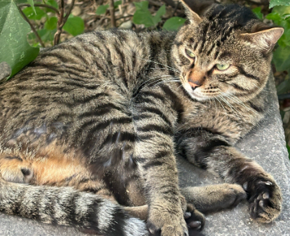 狸花猫被法拍，10万人次围观！寄养宠物店称其健康状况良好