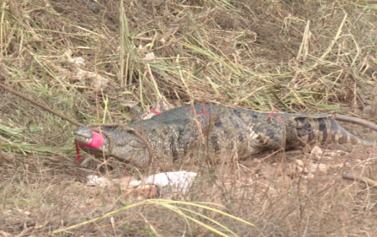 广东茂名市“出逃”鳄鱼已捕获62条