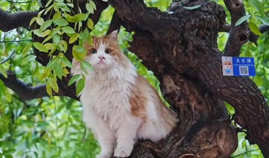 北京交通大学的校园猫有了“学生证” 学生：自发组织 想打造猫咪友好校园