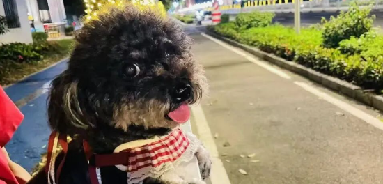 男子因长期受宠物狗困扰，在小区投毒致多只狗死亡