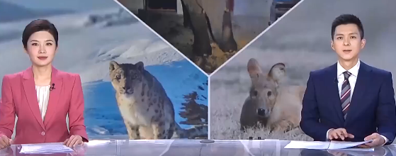 保护野生动物不仅靠“情怀”更靠“机制” 多地交上答卷