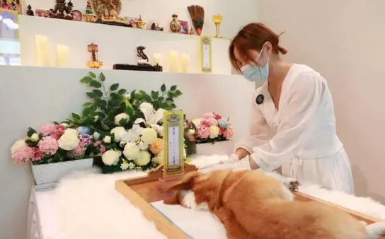 宠物殡葬行业乱象：环保与情感需求催生规范变革