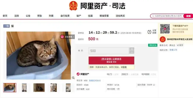 主人欠钱狸猫被法拍，起拍价500元，引超4000人竞拍！