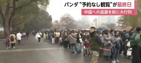 最后两只旅日大熊猫最新消息：23日起参观需网上提前预约