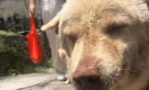 爷爷养了15年的土狗快走不动路了，见小主人还是开心的摇尾巴