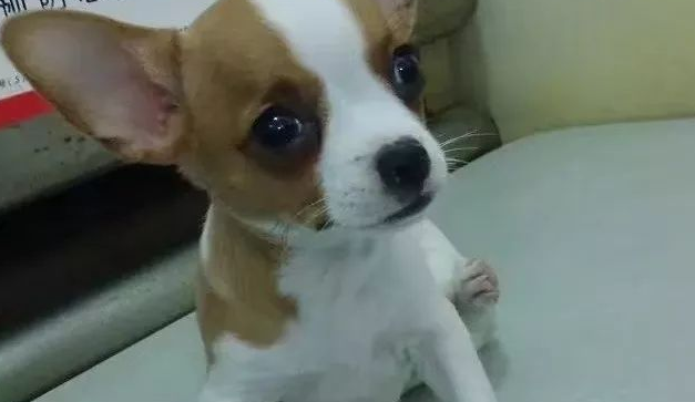 狗狗坐姿太奇特，宠主吓得带去找医生 